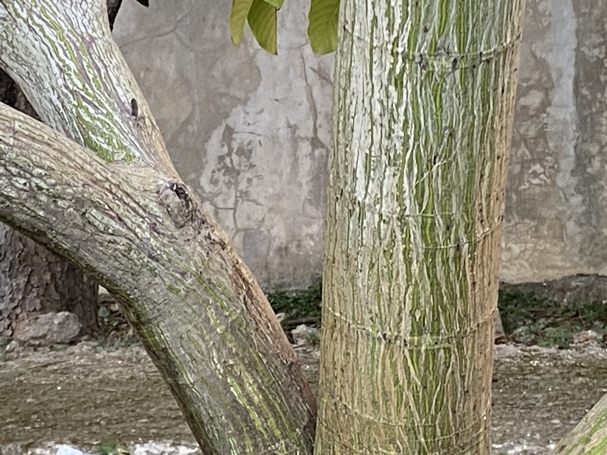 Imagem de Paineira-branca