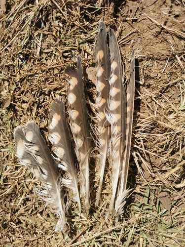 American Kestrel (Falco sparverius)