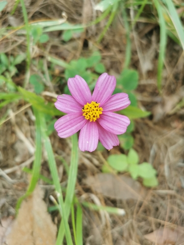 Pink Beggarticks (Bidens aequisquama)