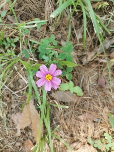 Bidens aequisquama, photograph 5