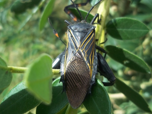 Pachylis gigas