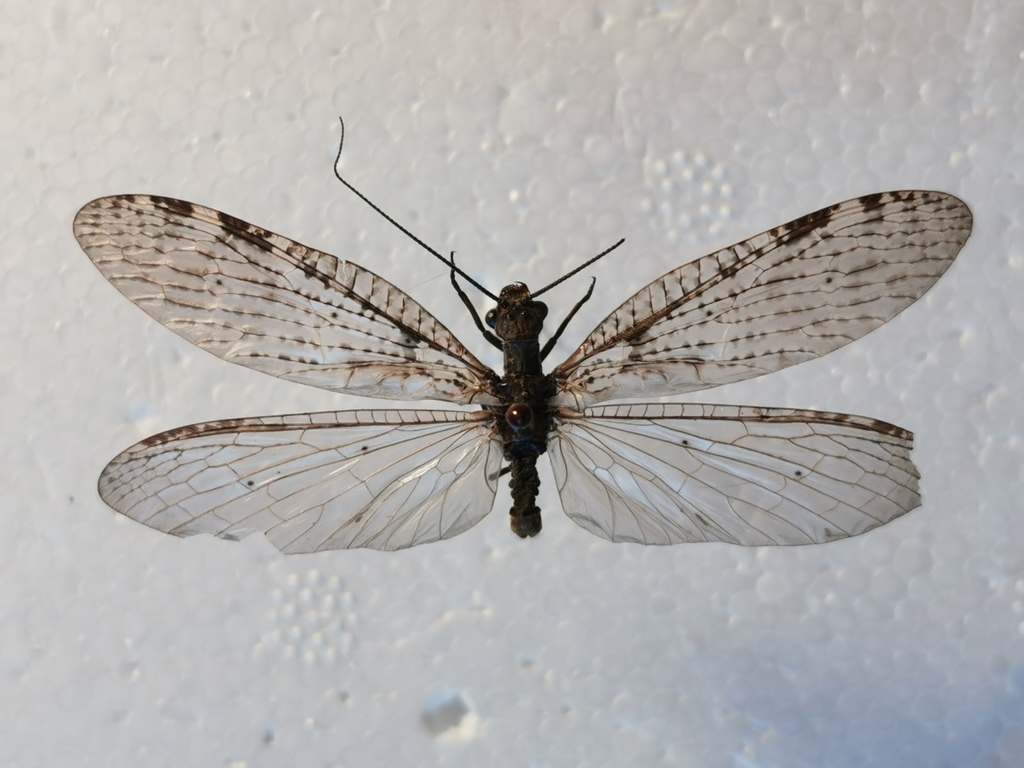 Archichauliodes