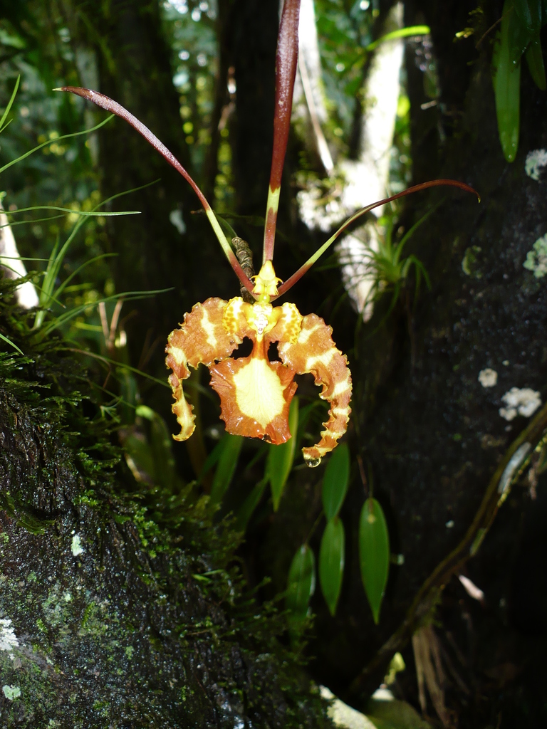 Psychopsis papilio