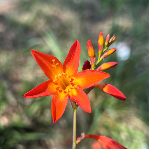 Crocosmia × crocosmiiflora