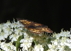 Chlosyne nycteis