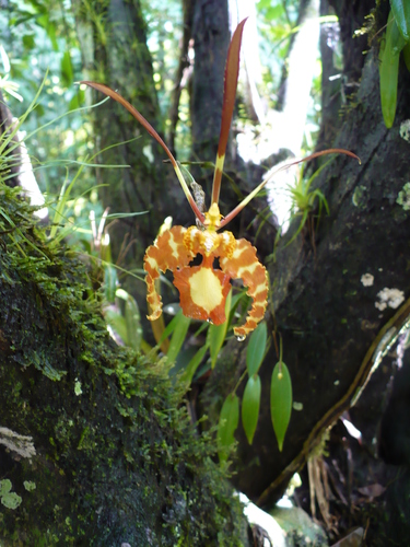 Psychopsis papilio, photograph 5