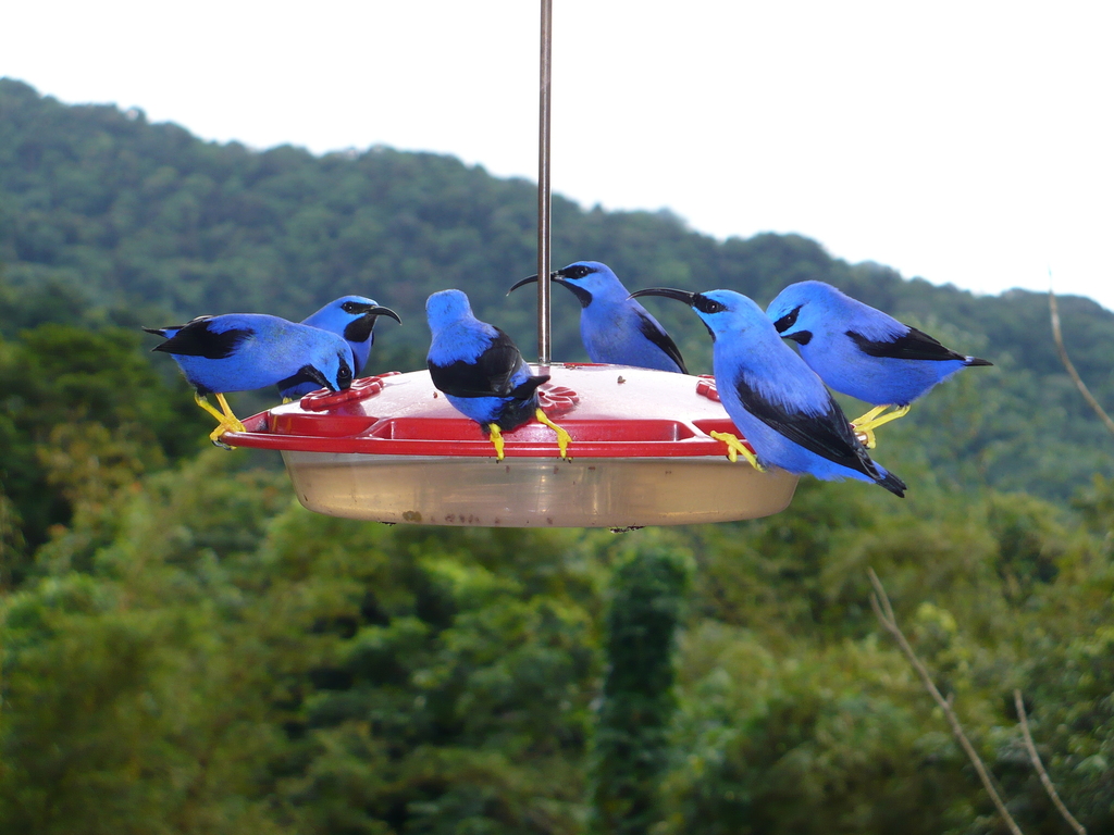 Purple Honeycreeper