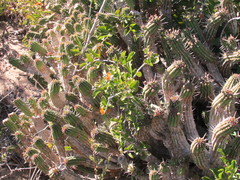 Euphorbia mammillaris
