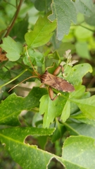 Melucha quadrivittis