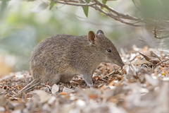 Southern Brown Bandicoot photo 2