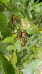 Melucha quadrivittis