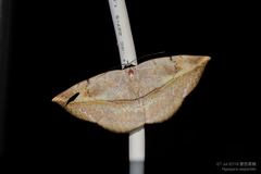 Hypopyra vespertilio