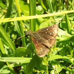 Piruna microsticta
