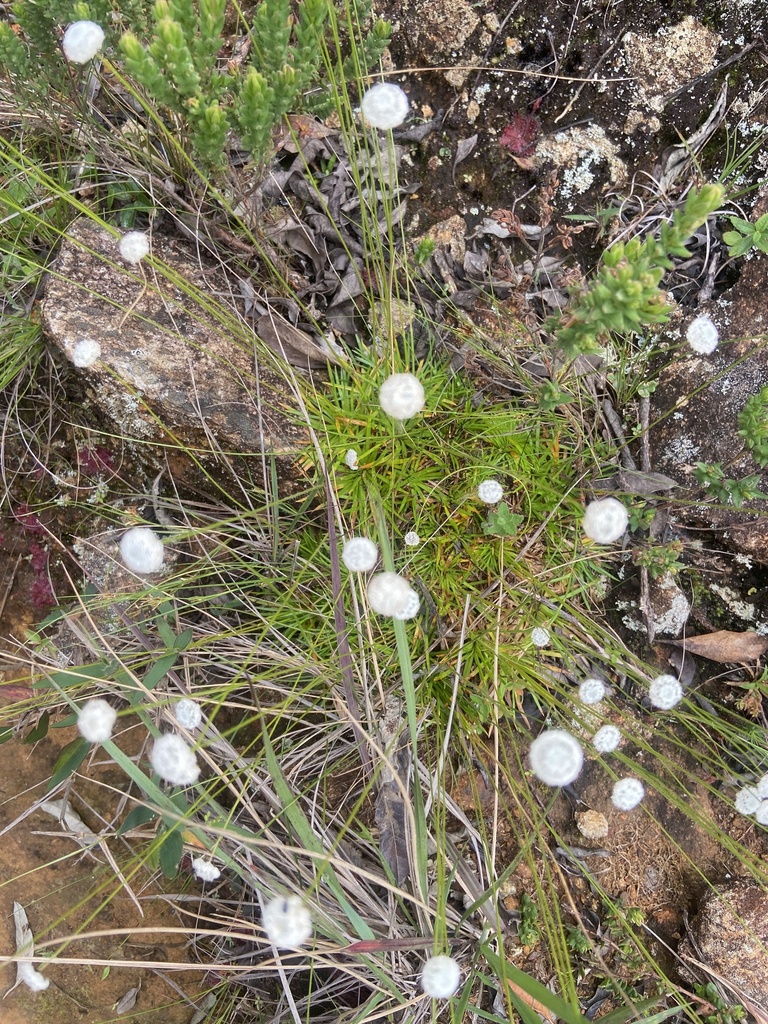 Paepalanthus acantholimon