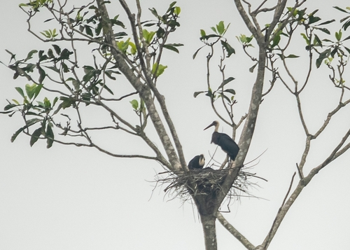African Woolly-necked Stork