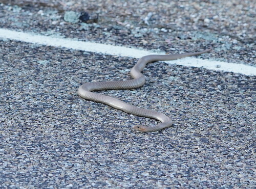 Eastern Brown Snake sighting