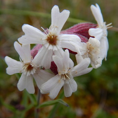 Silene repens