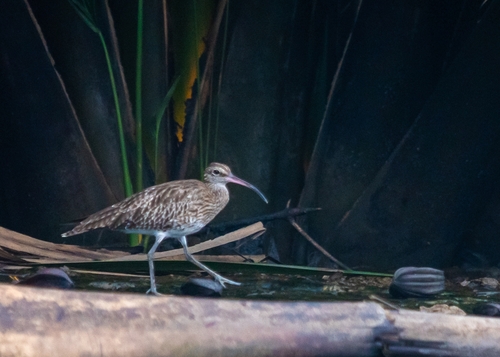 Eurasian Whimbrel