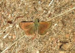 Piruna pirus