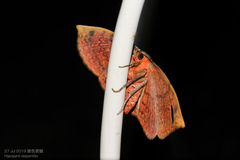 Hypopyra vespertilio