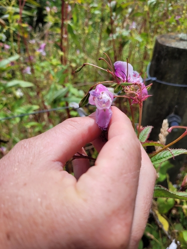 Foto de Balsamina