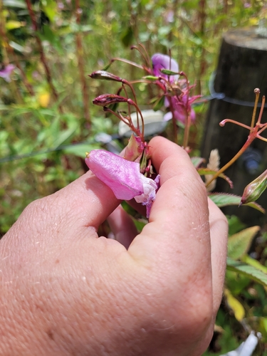 Foto de Balsamina