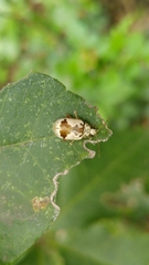 Acrocyum dorsalis