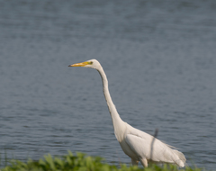 Ardea alba