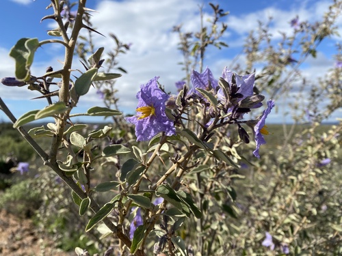 Baja California nightshade