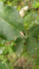 Acrocyum dorsalis