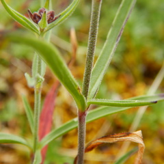 Silene repens