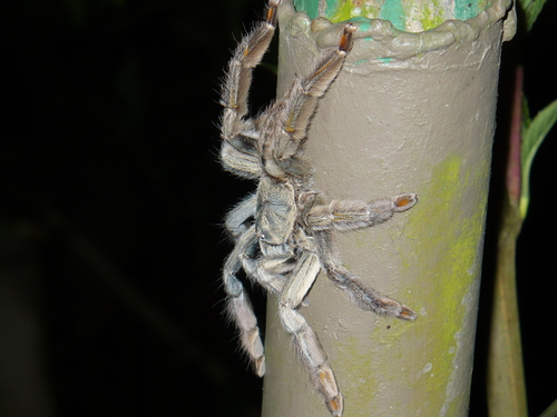Photo of Trinidad Chevron Tarantula (Psalmopoeus cambridgei)