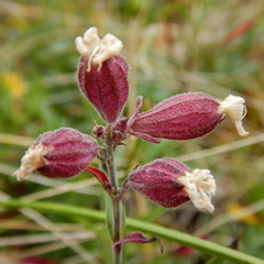 Silene repens