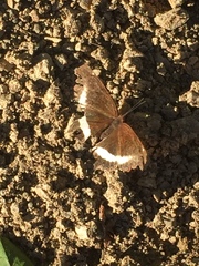 Eurytela hiarbas angustata