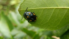 Labidomera suturella