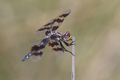 Plathemis subornata