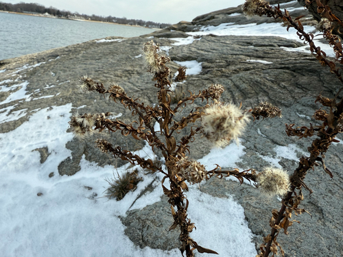 Solidago sempervirens