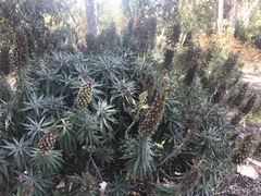 Echium pininana