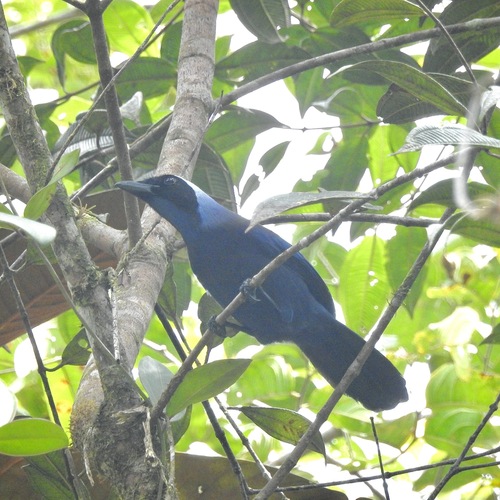 Beautiful Jay (Cyanolyca pulchra), photo 4
