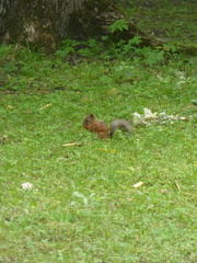 Sciurus vulgaris