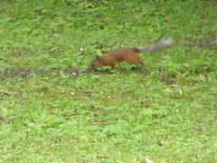 Sciurus vulgaris