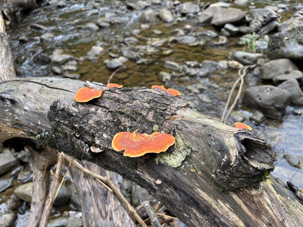 Trametes coccinea · January 2025 · photo: © conehead_nz (iNaturalist, cc-by)