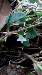 Carlowrightia