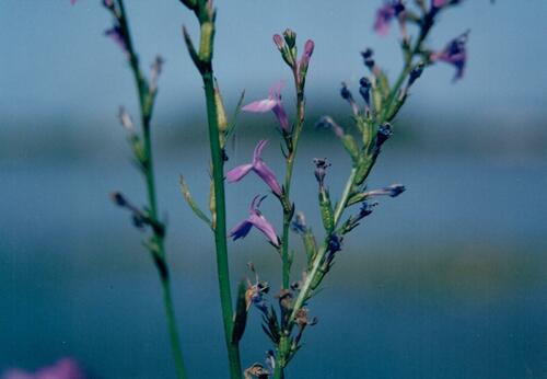 Heath lobelia (Lobelia urens)