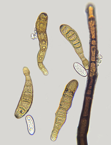 Helminthosporium velutinum, 2025-01-26