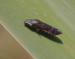 Homalodisca liturata