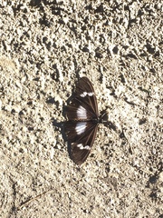 Acraea aganice aganice