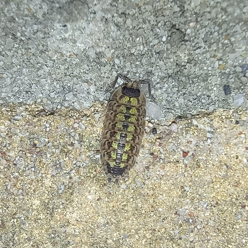 Brickwork Woodlouse, 9351 JR Leek, Netherlands, photo 8 of 10