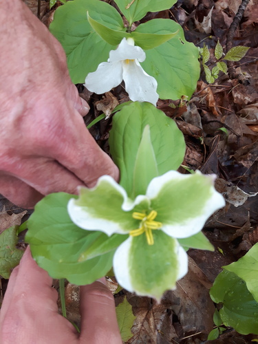 Trillium grandiflorum