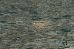 Chrysaora melanaster